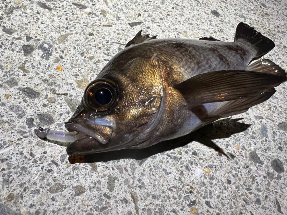 メバルを探して三千里Vel.4