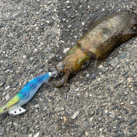 人生初イカ！！