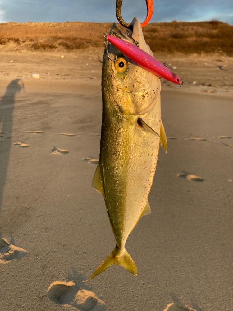 サーフでハマチ