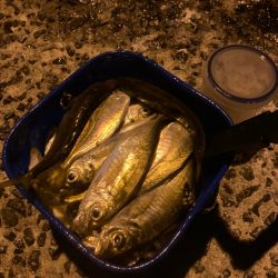 離島でメバルのつもりがアジ