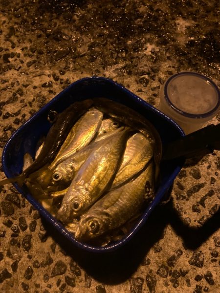 離島でメバルのつもりがアジ