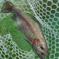 2023初エリアトラウト