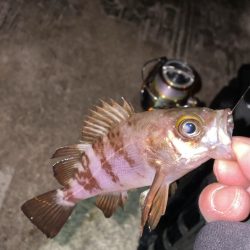 メバリング修行