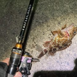 新年初小物釣り!