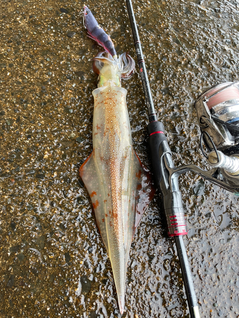 祝ヤリ〜開幕&RT墨つけ