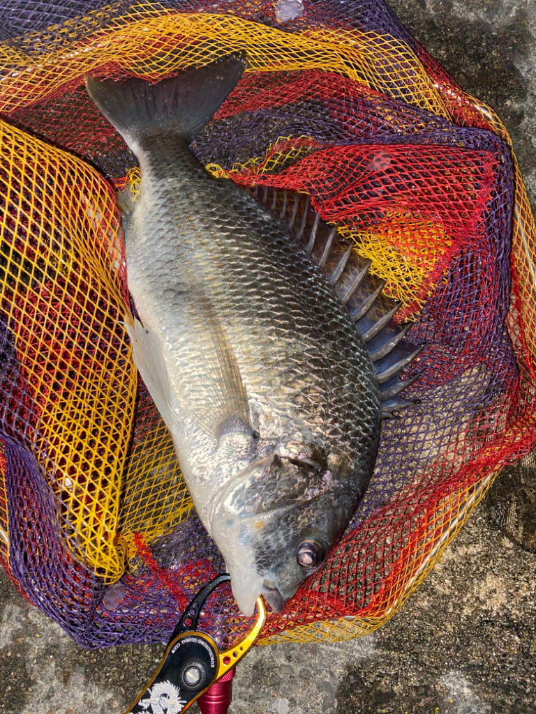 ヘチってきました