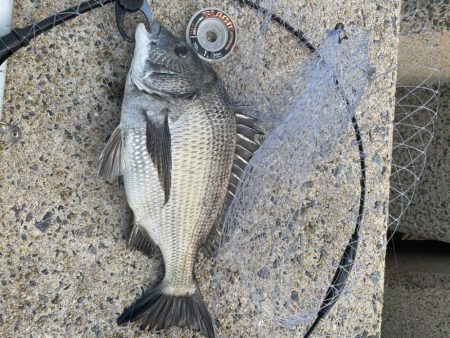 初釣りでチヌ爆釣❗þ…