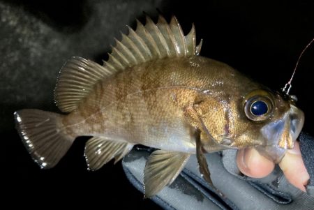 メバリング&ガッシー