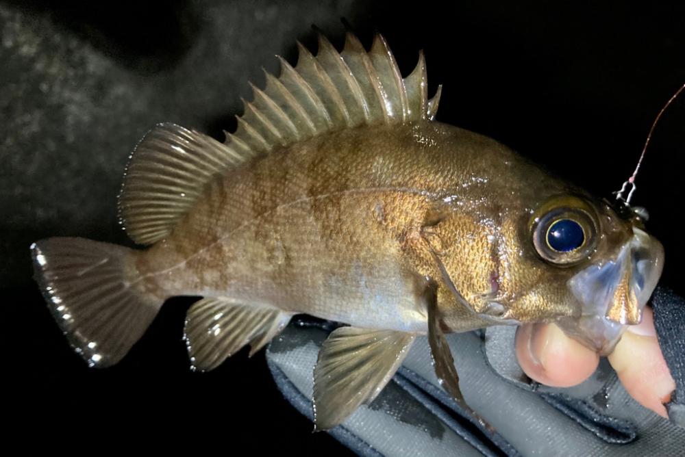 メバリング&ガッシー