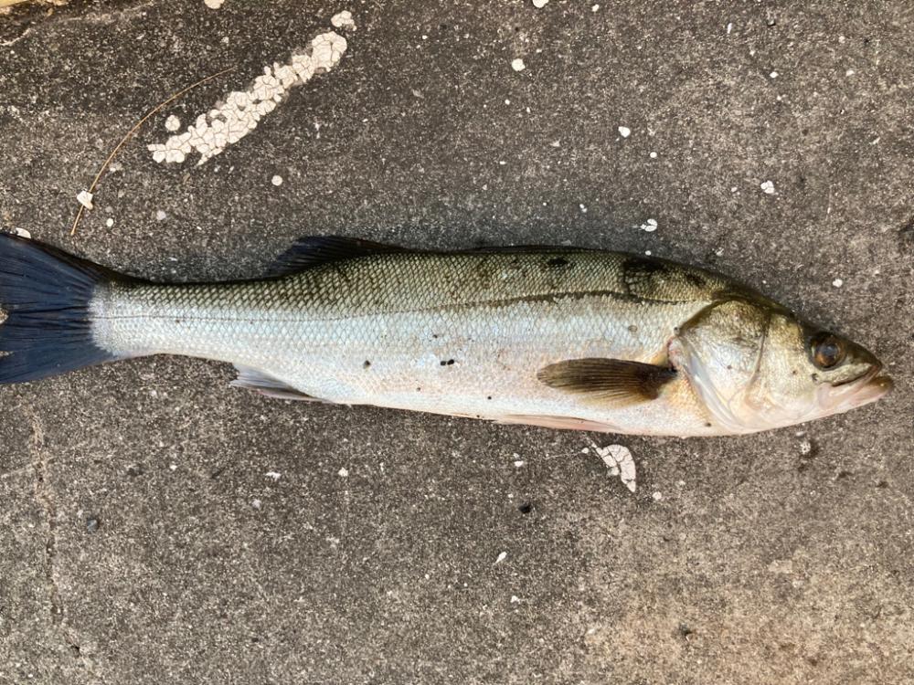 朝から寒い中エビ撒き