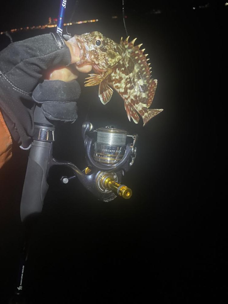 ガシラ釣ったよ