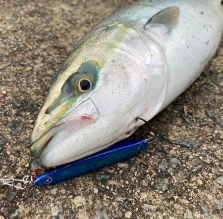 2023初フィッシュ