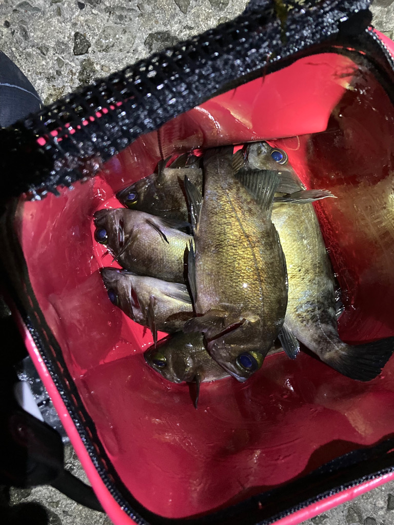 メバリング新春第2弾