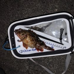 初釣りは、ガシラに癒されに！