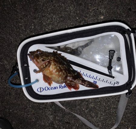 初釣りは、ガシラに癒されに！