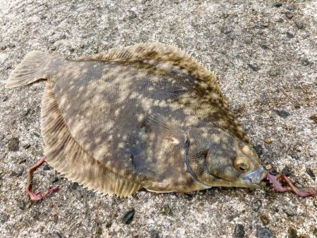 初カレイ初ガシラに初…？？にゃ