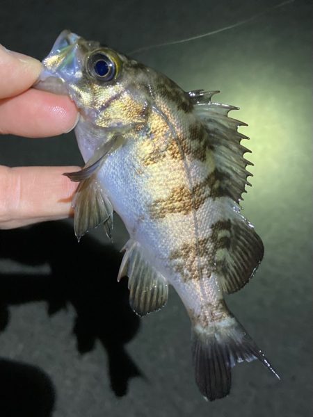 寒波が来る前に