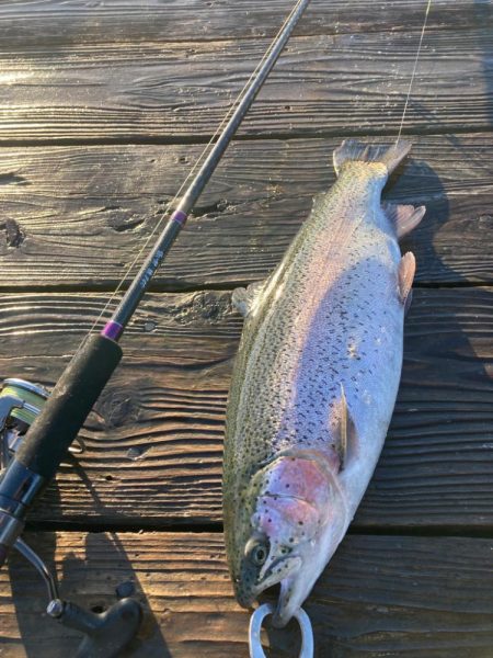 サーモン筏で美味しいサーモンをɲ…