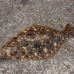 年末年始の釣行記