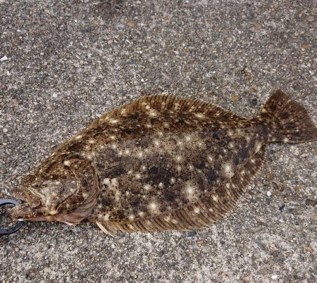 年末年始の釣行記