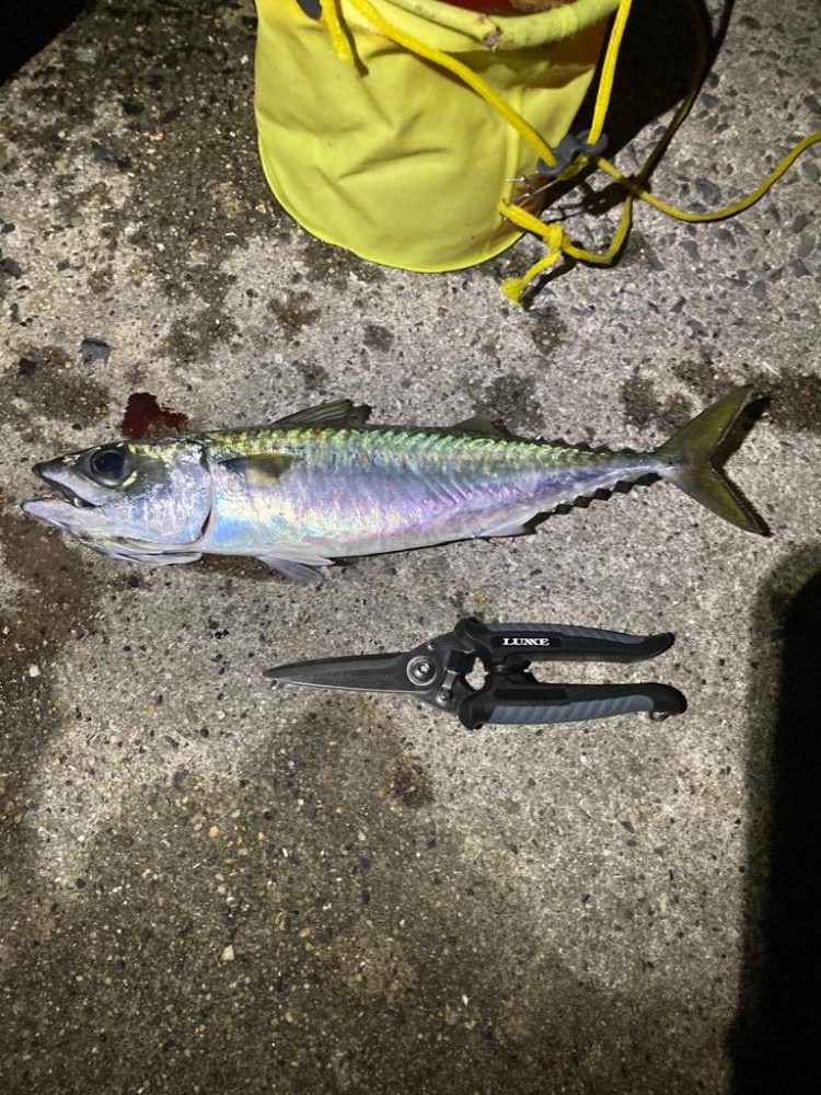 最後にバタバタっと