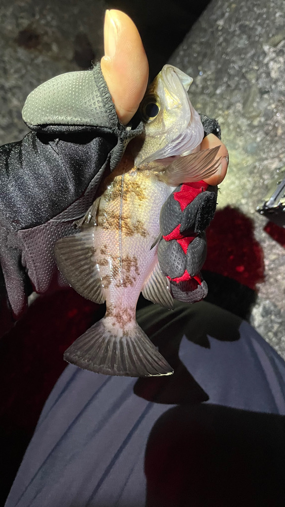 GMさん！メバル釣りましょう！