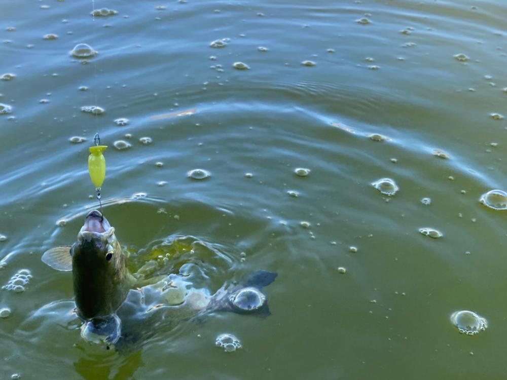 エリアトラウト　かめプー