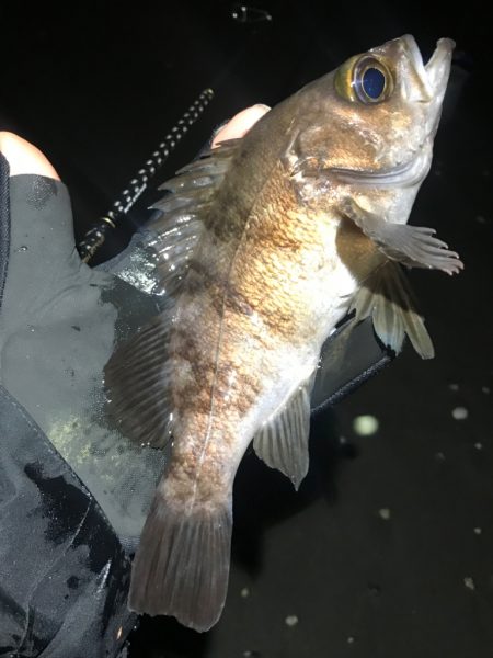 三浦メバルでツヌケ