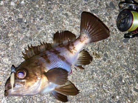 フロートでボトム狙いが吉だったにゃ！