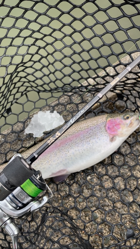 鯵道5Gでエリアトラウト！釣れる！