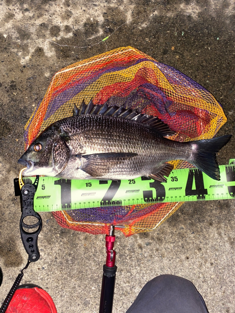 ヘチってきました