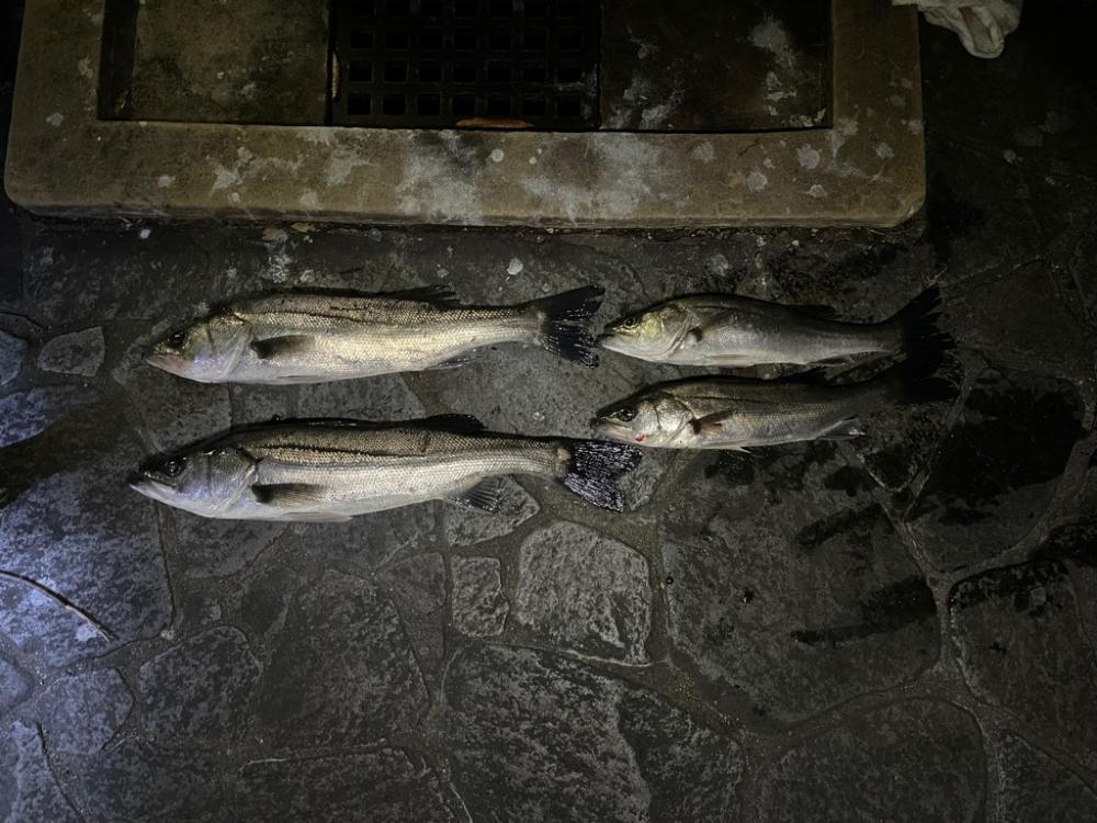 2023初釣りボートシーバス