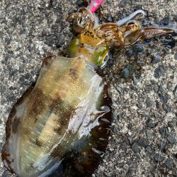 ヤリ〜はまだ⁇