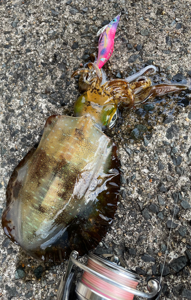 ヤリ〜はまだ⁇