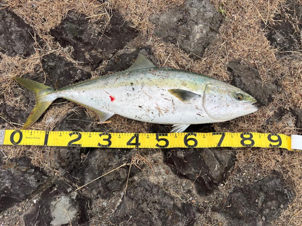 粘り勝ちの鰤。