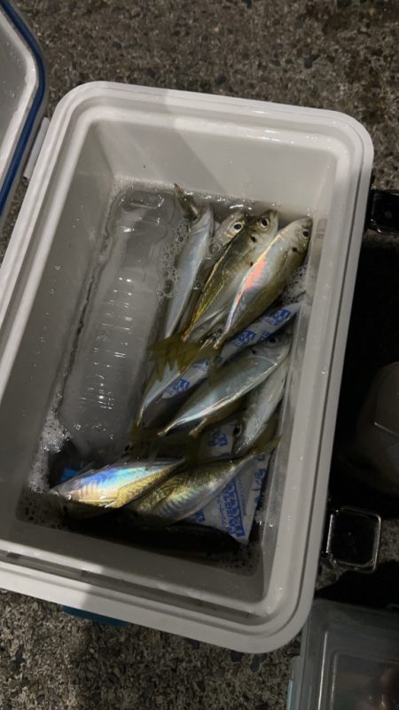 この季節に数釣りって・・・