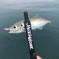 山陰西部アジング