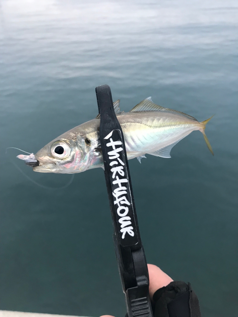 山陰西部アジング