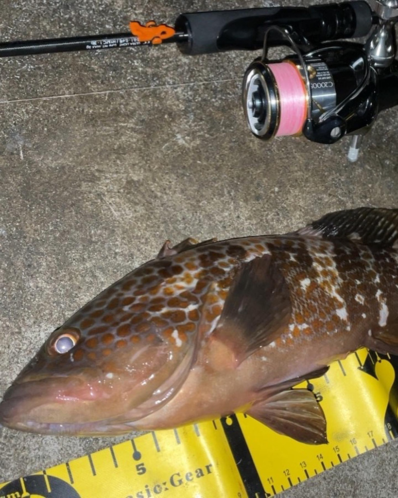 アジングしてると…