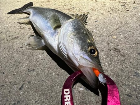 メバルを探して三千里Vel.5