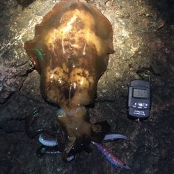 【串本】今年初イカ、初キロアップ！(1月ク…