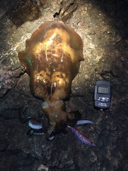 【串本】今年初イカ、初キロアップ！(1月ク…