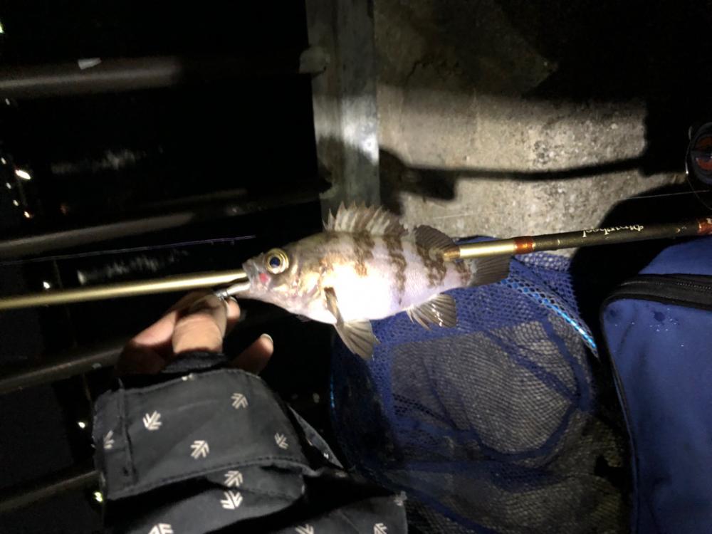 初釣果