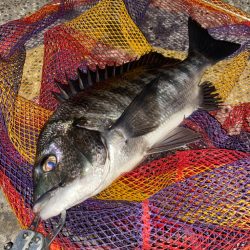 ヘチってきました