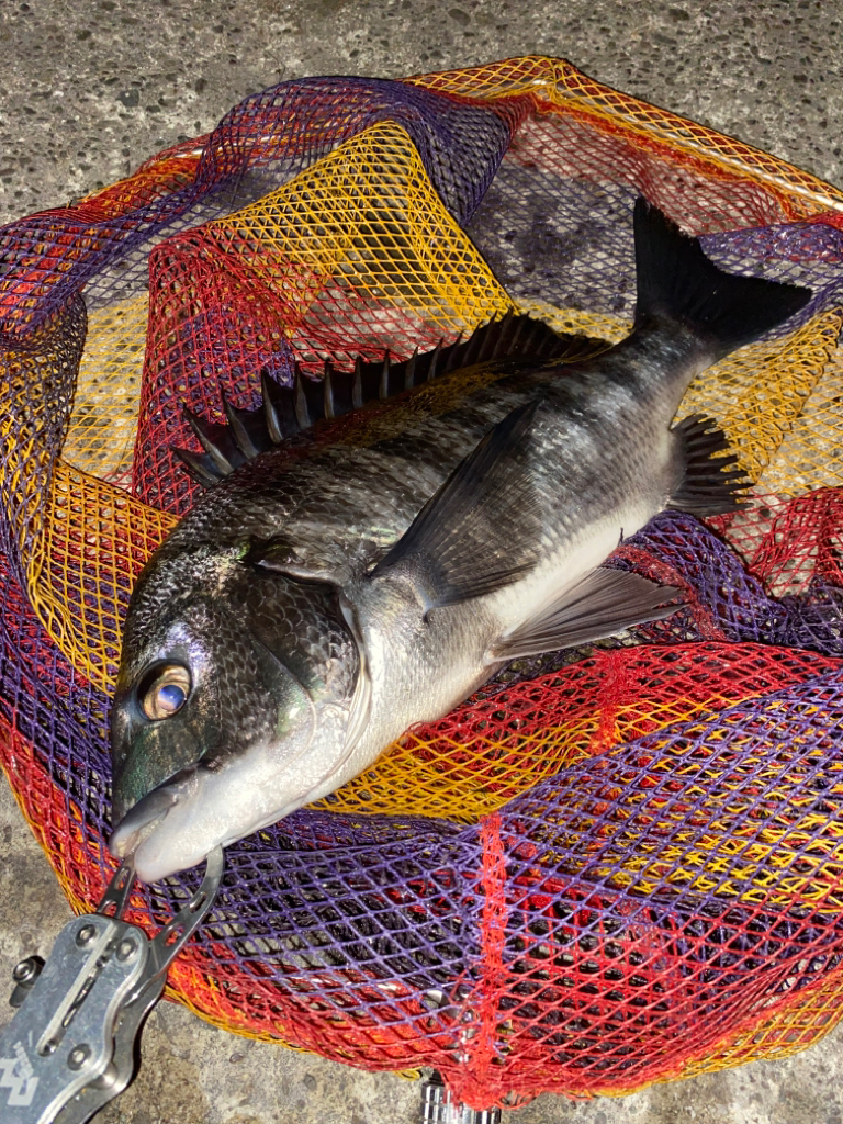 ヘチってきました