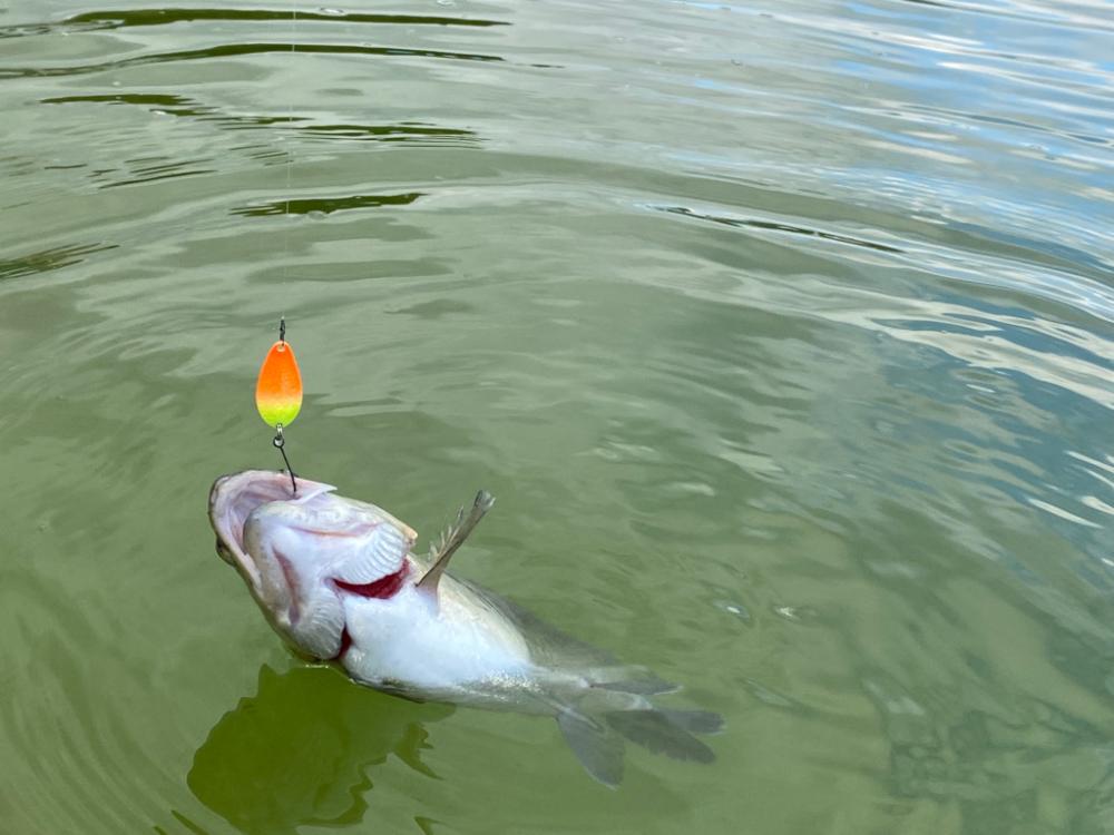 エリアトラウト　亀岡市