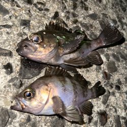 メバリング釣行