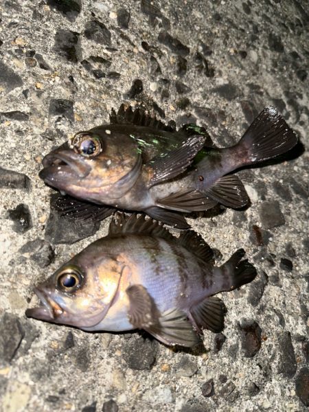 メバリング釣行