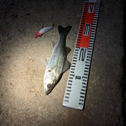 どうした！サイズが上がらない