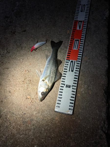 どうした！サイズが上がらない